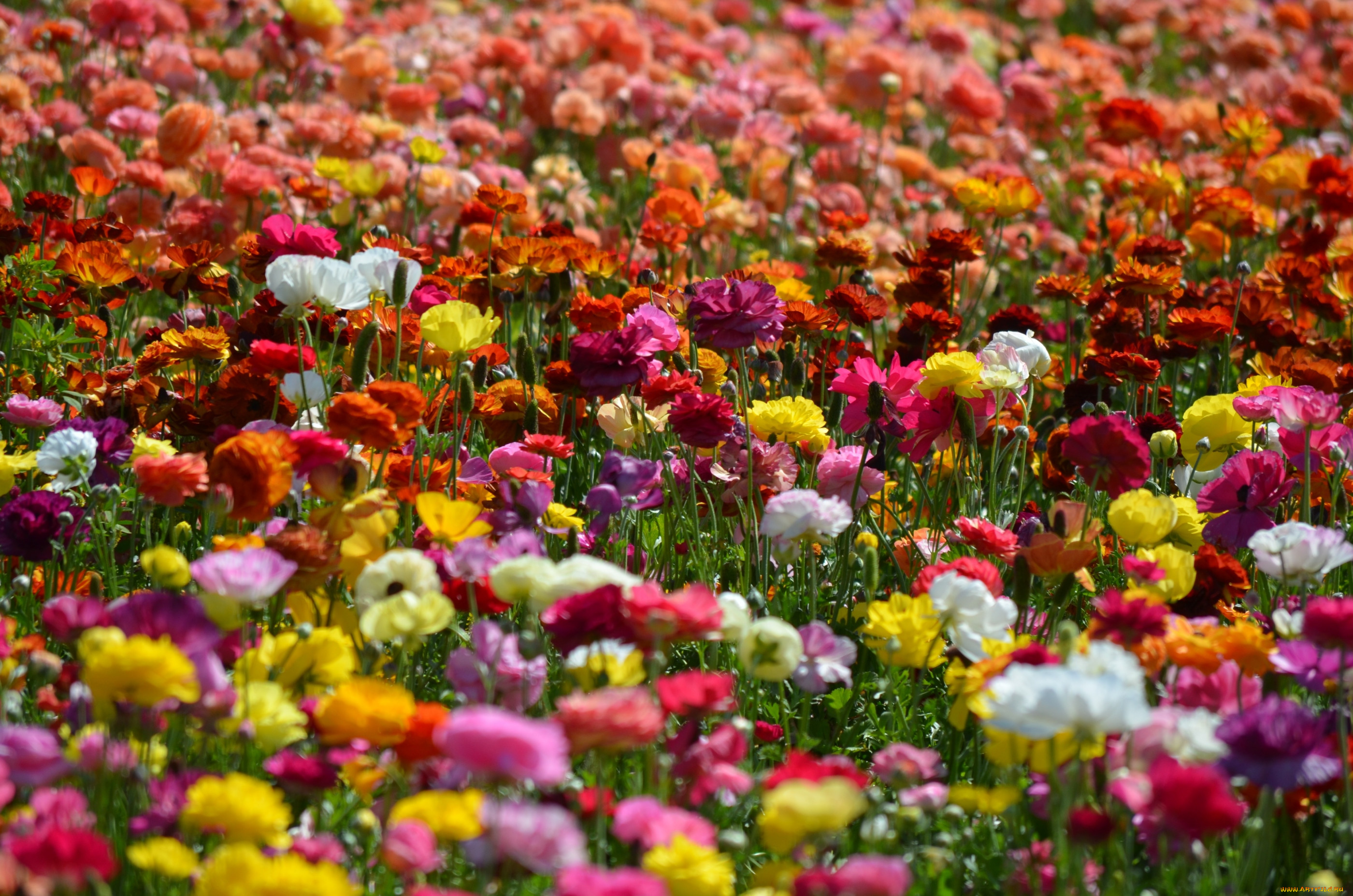 Много цветов в природе
